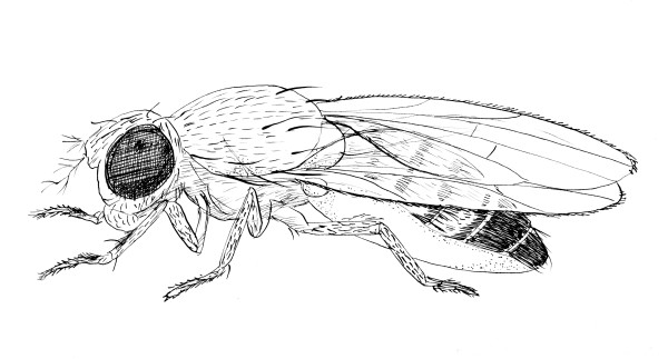 Drosophila melanogaster adult