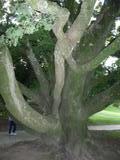 This tree in fact grows through itself. 