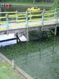 Green worms in the pedalo lake. 