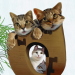 Thumbnail sd-seeded-2.png 